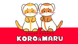 fancy ferret KORO&MARU